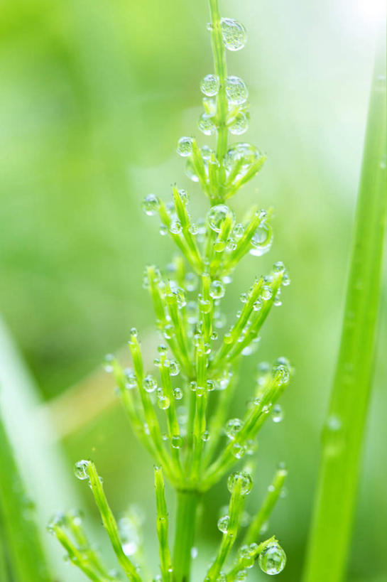 无人,竖图,室外,特写,白天,正面,旅游,度假,草地,草坪,美景,植物,日本,亚洲,阴影,朦胧,模糊,光线,影子,景观,娱乐,草,绿色,阳光,自然,享受,休闲,景色,放松,自然风光,东亚,本州,本州岛,日本国,中国地方,鸟取,鸟取县,彩图