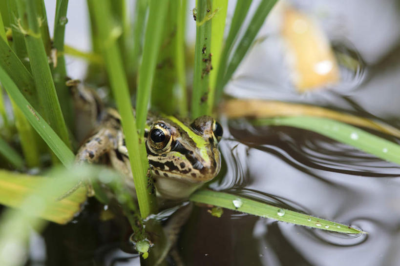 无人,坐,横图,俯视,室外,白天,旅游,度假,草地,草坪,河流,美景,水,植物,青蛙,野生动物,日本,亚洲,河水,景观,水流,娱乐,草,一只,绿色,自然,动物,享受,休闲,景色,放松,可爱,活泼,自然风光,东亚,本州,本州岛,日本国,中国地方,鸟取,鸟取县,坐着,半身,彩图,高角度拍摄
