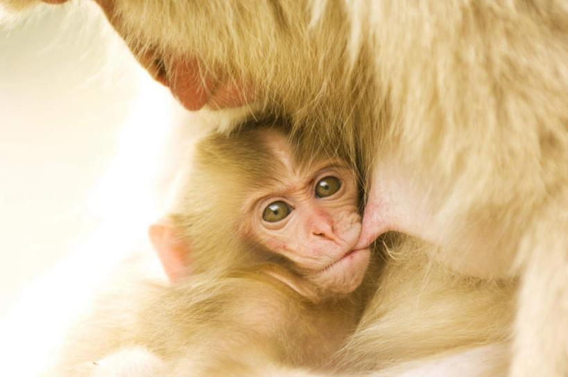 无人,坐,抱,横图,室外,特写,白天,正面,温泉,野生动物,猴子,长野县,日本,亚洲,动物,两只,可爱,活泼,抱着,搂着,猕猴,东亚,日本猕猴,本州,本州岛,日本国,中部地方,长野,搂,搂抱,坐着,半身,彩图,地狱谷,地狱谷温泉,地狱谷野猿公苑