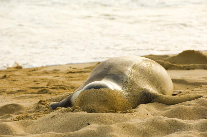 无人,横图,室外,白天,正面,岛屿,海浪,海洋,沙滩,海豹,野生动物,夏威夷,美国,沙子,海岸,浪花,沙地,一只,黑色,海水,动物,趴着,可爱,活泼,北美,北美洲,美洲,海景,夏威夷州,爱洛哈之州,可爱岛,考艾岛,考爱岛,北亚美利加洲,亚美利加洲,花园之岛,大海,风浪,海,海水的波动,海滩,近岸浪,列岛,群岛,涌浪,诸岛,趴,彩图,全身