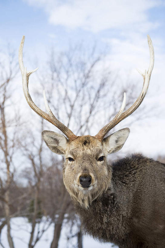 无人,站,竖图,室外,白天,侧面,旅游,度假,美景,雪,植物,大雪,野生动物,北海道,日本,亚洲,积雪,景观,雪景,云,云朵,冬季,冬天,云彩,娱乐,树,树木,一只,蓝色,绿色,白云,蓝天,天空,自然,动物,天,站着,享受,休闲,景色,放松,寒冷,可爱,活泼,生长,晴朗,成长,自然风光,东亚,日本国,北海道地方,北海道岛,严寒,晴空,梅花鹿,站立,半身,彩图