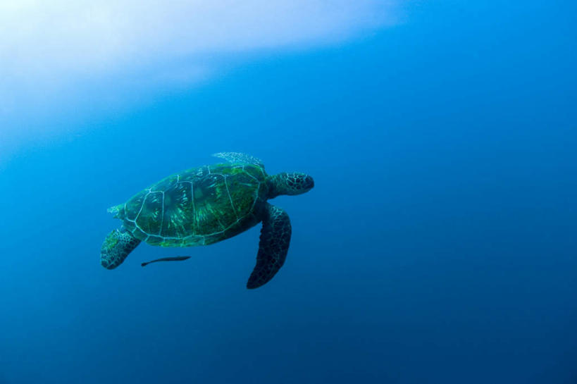 游泳,无人,横图,室外,白天,仰视,海底,水下,海浪,海洋,龟,浪花,水底,海洋生物,一只,海水,健康,海底世界,水生动物,坚定,水生物,海景,海底动物,长寿,大海,风浪,海,海床,海水的波动,近岸浪,涌浪,海龟,彩图,低角度拍摄,全身