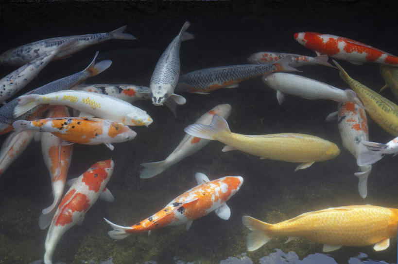 游泳,海鲜,无人,横图,俯视,室外,特写,白天,河流,美景,水,鲤鱼,日本,亚洲,许多,鱼,河水,景观,水流,注视,水产,鱼类,海洋生物,自然,观察,看,景色,观看,察看,关注,自然风光,水生动物,海产品,水生物,东亚,海底动物,本州,本州岛,日本国,中国地方,岛根,岛根县,鲤子,鲤拐子,彩图,高角度拍摄,全身