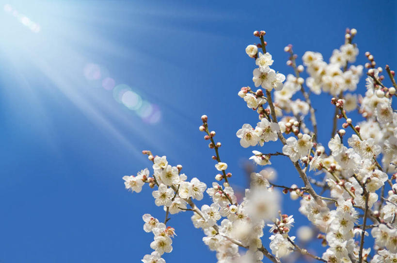 无人,横图,室外,特写,白天,仰视,旅游,度假,美景,植物,日本,亚洲,许多,朦胧,模糊,盛开,景观,梅花,娱乐,花,花瓣,花朵,花卉,鲜花,树,树木,树枝,蓝色,绿色,白色,蓝天,天空,自然,天,花蕊,享受,休闲,景色,放松,生长,晴朗,成长,高雅,坚强,自然风光,东亚,本州,万里无云,茨城,茨城县,关东地方,本州岛,日本国,梅,晴空,晴空万里,彩图,低角度拍摄