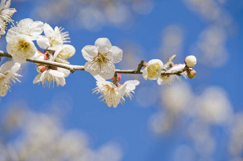 无人,横图,室外,特写,白天,仰视,旅游,度假,美景,植物,日本,亚洲,许多,阴影,朦胧,模糊,盛开,光线,影子,景观,梅花,娱乐,花,花瓣,花朵,花卉,鲜花,树,树木,树枝,蓝色,绿色,白色,蓝天,天空,阳光,自然,天,花蕊,享受,休闲,景色,放松,生长,晴朗,成长,高雅,坚强,自然风光,东亚,本州,万里无云,茨城,茨城县,关东地方,本州岛,日本国,梅,晴空,晴空万里,彩图,低角度拍摄