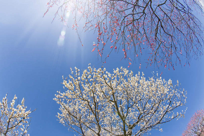 无人,横图,室外,特写,白天,仰视,旅游,度假,美景,植物,日本,亚洲,许多,阴影,盛开,光线,影子,景观,梅花,娱乐,花,花瓣,花朵,花卉,鲜花,树,树木,树枝,粉色,蓝色,绿色,白色,蓝天,天空,阳光,自然,天,花蕊,享受,休闲,景色,放松,生长,晴朗,成长,高雅,坚强,自然风光,东亚,本州,万里无云,茨城,茨城县,关东地方,本州岛,日本国,梅,晴空,晴空万里,彩图,低角度拍摄