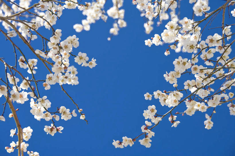 无人,横图,室外,特写,白天,仰视,旅游,度假,美景,植物,日本,亚洲,许多,盛开,景观,梅花,娱乐,花,花瓣,花朵,花卉,鲜花,树,树木,树枝,蓝色,绿色,白色,蓝天,天空,自然,天,花蕊,享受,休闲,景色,放松,生长,晴朗,成长,高雅,坚强,自然风光,东亚,本州,万里无云,茨城,茨城县,关东地方,本州岛,日本国,梅,晴空,晴空万里,彩图,低角度拍摄
