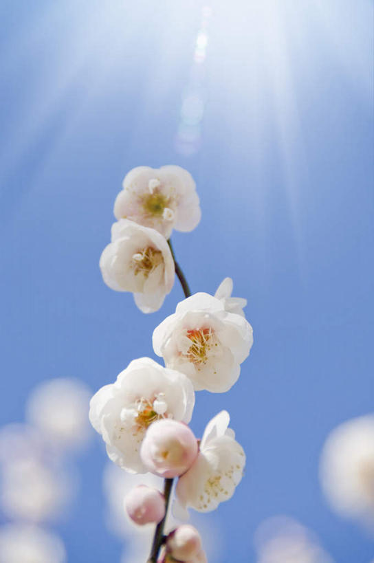 无人,竖图,室外,特写,白天,仰视,旅游,度假,美景,植物,日本,亚洲,许多,阴影,朦胧,模糊,盛开,光线,影子,景观,梅花,娱乐,花,花瓣,花朵,花卉,鲜花,树,树木,树枝,蓝色,绿色,白色,蓝天,天空,阳光,自然,天,花蕊,享受,休闲,景色,放松,生长,晴朗,成长,高雅,坚强,自然风光,东亚,本州,万里无云,茨城,茨城县,关东地方,本州岛,日本国,梅,晴空,晴空万里,彩图,低角度拍摄