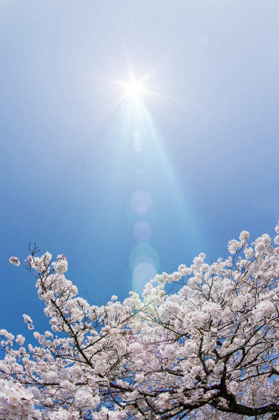 无人,竖图,室外,特写,白天,仰视,旅游,度假,美景,植物,日本,亚洲,许多,阴影,盛开,光线,影子,景观,梅花,娱乐,花,花瓣,花朵,花卉,鲜花,树,树木,树枝,蓝色,绿色,白色,蓝天,天空,阳光,自然,天,花蕊,享受,休闲,景色,放松,生长,晴朗,成长,高雅,坚强,自然风光,东亚,本州,万里无云,茨城,茨城县,关东地方,本州岛,日本国,梅,晴空,晴空万里,彩图,低角度拍摄