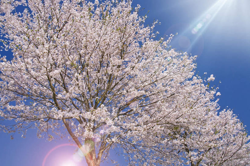 无人,横图,室外,特写,白天,仰视,旅游,度假,美景,植物,日本,亚洲,许多,阴影,盛开,光线,影子,景观,梅花,娱乐,花,花瓣,花朵,花卉,鲜花,树,树木,树枝,蓝色,绿色,白色,蓝天,天空,阳光,自然,天,花蕊,享受,休闲,景色,放松,生长,晴朗,成长,高雅,坚强,自然风光,东亚,本州,万里无云,茨城,茨城县,关东地方,本州岛,日本国,梅,晴空,晴空万里,彩图,低角度拍摄