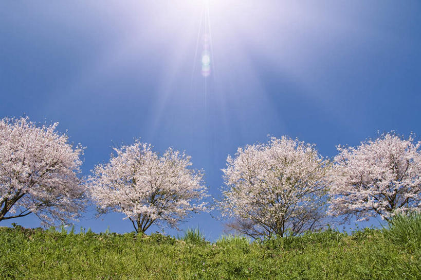 无人,横图,室外,白天,仰视,旅游,度假,草地,草坪,美景,植物,日本,亚洲,许多,阴影,盛开,光线,影子,景观,梅花,娱乐,草,花,花瓣,花朵,花卉,鲜花,树,树木,树枝,蓝色,绿色,白色,蓝天,天空,阳光,自然,天,花蕊,享受,休闲,景色,放松,生长,晴朗,成长,高雅,坚强,自然风光,东亚,本州,万里无云,茨城,茨城县,关东地方,本州岛,日本国,梅,晴空,晴空万里,彩图,低角度拍摄