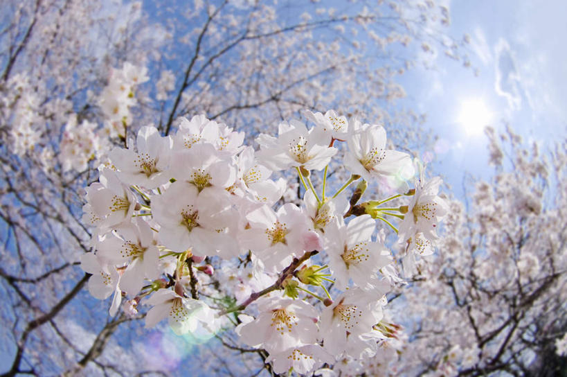 无人,横图,室外,特写,白天,广角镜头,鱼眼镜头,仰视,旅游,度假,幸福,纯洁,美景,植物,樱花,日本,亚洲,许多,阴影,朦胧,模糊,盛开,光线,影子,景观,娱乐,花,花瓣,花朵,花卉,鲜花,树,树木,树枝,粉色,蓝色,绿色,蓝天,天空,阳光,自然,天,花蕊,享受,休闲,景色,放松,生长,晴朗,成长,等待,生命,自然风光,东亚,本州,万里无云,茨城,茨城县,关东地方,本州岛,日本国,仙樱花,福岛樱,青肤樱,高尚,热烈,晴空,晴空万里,荆桃,彩图,低角度拍摄