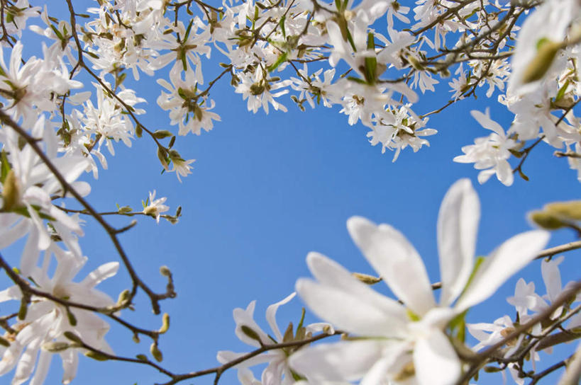 无人,横图,室外,特写,白天,仰视,旅游,度假,幸福,纯洁,美景,植物,樱花,日本,亚洲,许多,阴影,盛开,光线,影子,景观,娱乐,花,花瓣,花朵,花卉,鲜花,树,树木,树枝,粉色,蓝色,绿色,蓝天,天空,阳光,自然,天,花蕊,享受,休闲,景色,放松,生长,晴朗,成长,等待,生命,自然风光,东亚,本州,万里无云,茨城,茨城县,关东地方,本州岛,日本国,仙樱花,福岛樱,青肤樱,高尚,热烈,晴空,晴空万里,荆桃,彩图,低角度拍摄