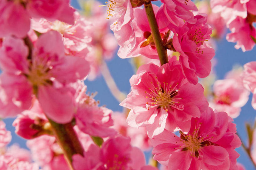 无人,横图,室外,特写,白天,仰视,旅游,度假,美景,植物,日本,亚洲,许多,阴影,朦胧,模糊,盛开,光线,影子,景观,梅花,娱乐,花,花瓣,花朵,花卉,鲜花,树,树木,树枝,蓝色,绿色,白色,蓝天,天空,阳光,自然,天,花蕊,享受,休闲,景色,放松,生长,晴朗,成长,高雅,坚强,自然风光,东亚,本州,万里无云,本州岛,日本国,东北地方,福岛,福岛县,梅,晴空,晴空万里,彩图,低角度拍摄