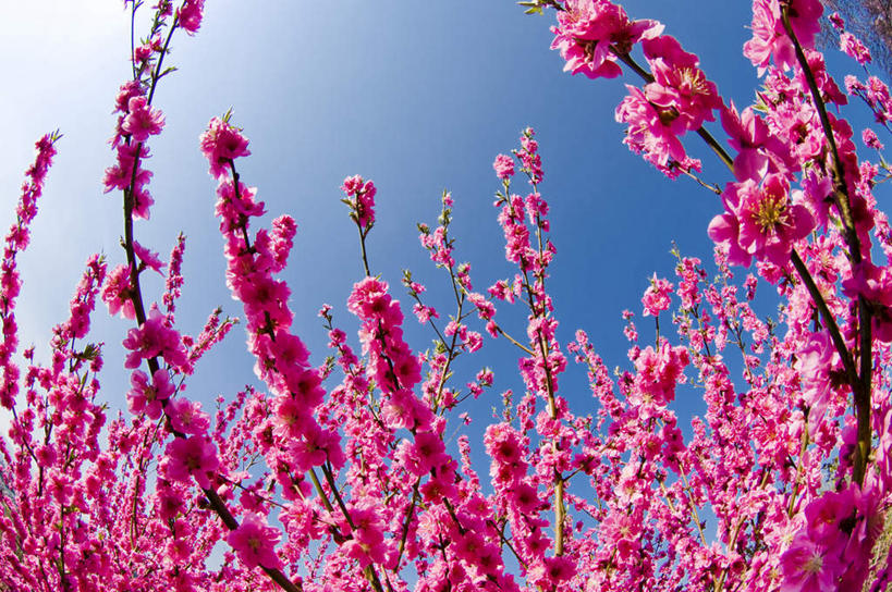 无人,横图,室外,特写,白天,广角镜头,鱼眼镜头,仰视,旅游,度假,美景,植物,日本,亚洲,许多,阴影,盛开,光线,影子,景观,梅花,娱乐,花,花瓣,花朵,花卉,鲜花,树,树木,树枝,粉色,蓝色,绿色,蓝天,天空,阳光,自然,天,花蕊,享受,休闲,景色,放松,生长,晴朗,成长,高雅,坚强,自然风光,东亚,本州,万里无云,本州岛,日本国,东北地方,福岛,福岛县,梅,晴空,晴空万里,彩图,低角度拍摄