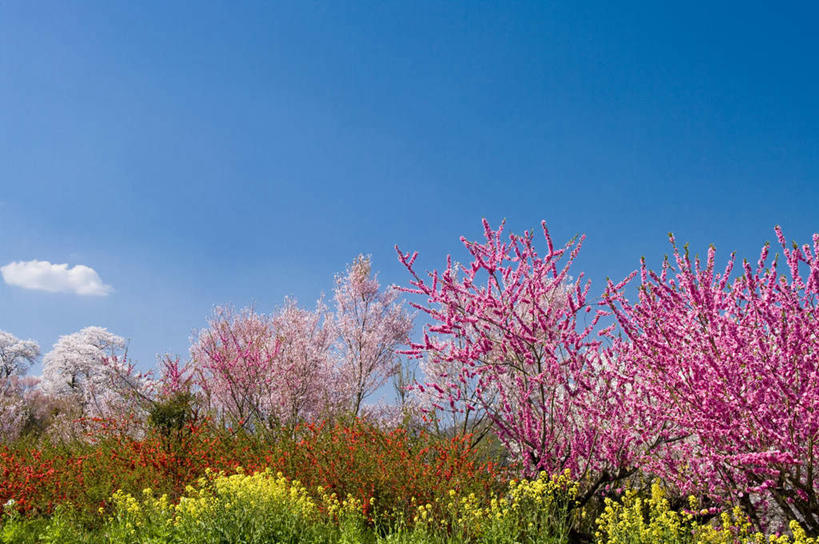无人,横图,室外,特写,白天,正面,旅游,度假,幸福,纯洁,美景,植物,樱花,日本,亚洲,许多,阴影,盛开,光线,影子,景观,娱乐,花,花瓣,花朵,花卉,鲜花,树,树木,树枝,粉色,红色,蓝色,绿色,蓝天,天空,阳光,自然,天,花蕊,油菜花,享受,休闲,景色,放松,生长,晴朗,成长,等待,生命,自然风光,东亚,本州,万里无云,本州岛,日本国,东北地方,福岛,福岛县,仙樱花,福岛樱,青肤樱,高尚,热烈,晴空,晴空万里,荆桃,彩图,芸苔,芸薹