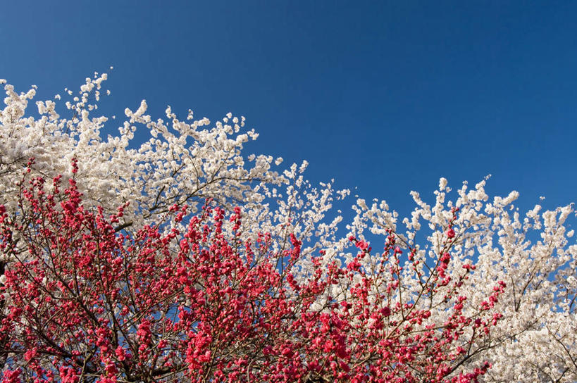 无人,横图,室外,特写,白天,仰视,旅游,度假,幸福,纯洁,美景,植物,樱花,日本,亚洲,许多,阴影,盛开,光线,影子,景观,娱乐,花,花瓣,花朵,花卉,鲜花,树,树木,树枝,粉色,蓝色,绿色,白色,蓝天,天空,阳光,自然,天,花蕊,享受,休闲,景色,放松,生长,晴朗,成长,等待,生命,自然风光,东亚,本州,万里无云,本州岛,日本国,东北地方,福岛,福岛县,仙樱花,福岛樱,青肤樱,高尚,热烈,晴空,晴空万里,荆桃,彩图,低角度拍摄