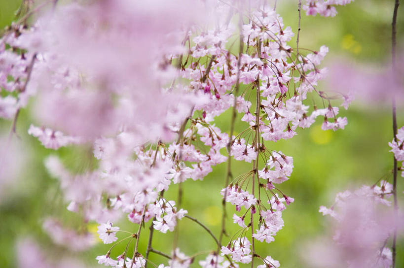 无人,横图,室外,特写,白天,仰视,旅游,度假,幸福,纯洁,美景,植物,樱花,日本,亚洲,许多,阴影,朦胧,模糊,盛开,光线,影子,景观,娱乐,花,花瓣,花朵,花卉,鲜花,树,树木,树枝,粉色,红色,绿色,阳光,自然,花蕊,享受,休闲,景色,放松,生长,成长,等待,生命,自然风光,东亚,本州,本州岛,日本国,东北地方,福岛,福岛县,仙樱花,福岛樱,青肤樱,高尚,热烈,荆桃,彩图,低角度拍摄