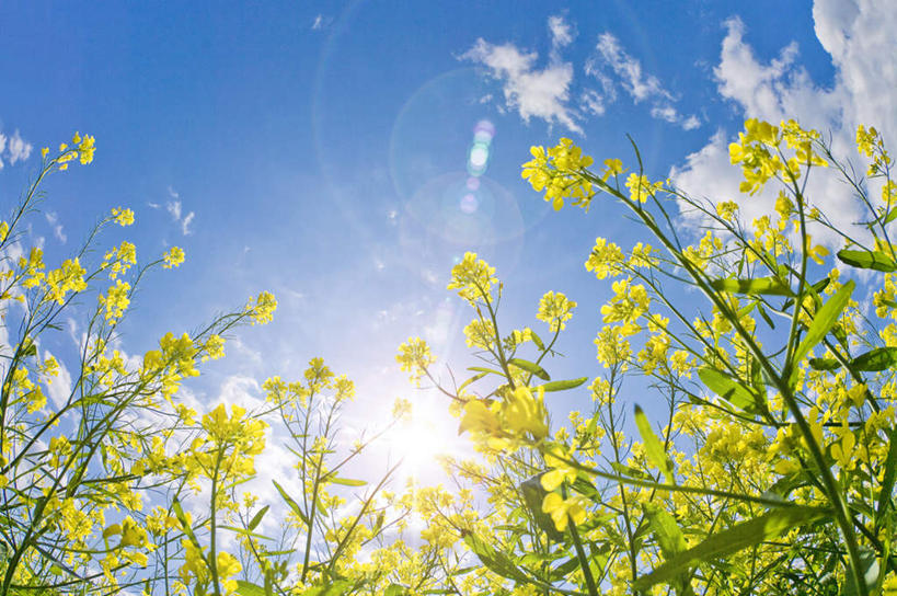 无人,横图,室外,白天,仰视,旅游,度假,花海,花圃,美景,植物,叶子,日本,亚洲,许多,阴影,盛开,光线,影子,景观,云,云朵,绿叶,花蕾,云彩,娱乐,花,花瓣,花朵,花卉,鲜花,黄色,蓝色,绿色,白云,蓝天,天空,阳光,自然,花丛,花田,天,花苞,花蕊,油菜花,享受,休闲,嫩叶,景色,放松,生长,晴朗,成长,自然风光,东亚,本州,茨城,茨城县,关东地方,本州岛,日本国,叶,叶片,晴空,彩图,低角度拍摄,芸苔,芸薹