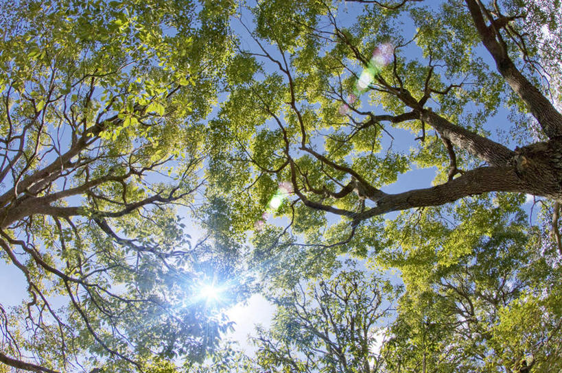 无人,横图,室外,白天,仰视,旅游,度假,美景,植物,叶子,日本,亚洲,阴影,光线,影子,景观,绿叶,娱乐,树,树木,蓝色,绿色,蓝天,天空,阳光,自然,天,享受,休闲,嫩叶,景色,放松,生长,晴朗,成长,自然风光,东亚,本州,万里无云,关东地方,本州岛,日本国,栃木,栃木县,叶,叶片,晴空,晴空万里,彩图,低角度拍摄