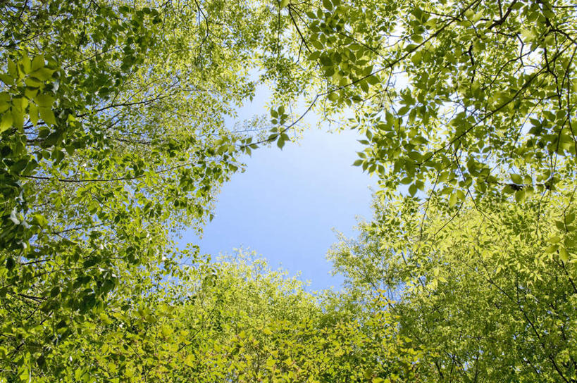 无人,横图,室外,特写,白天,仰视,旅游,度假,美景,植物,叶子,日本,亚洲,阴影,光线,影子,景观,绿叶,娱乐,树,树木,蓝色,绿色,蓝天,天空,阳光,自然,天,享受,休闲,嫩叶,景色,放松,生长,晴朗,成长,自然风光,东亚,本州,万里无云,茨城,茨城县,关东地方,本州岛,日本国,叶,叶片,晴空,晴空万里,彩图,低角度拍摄