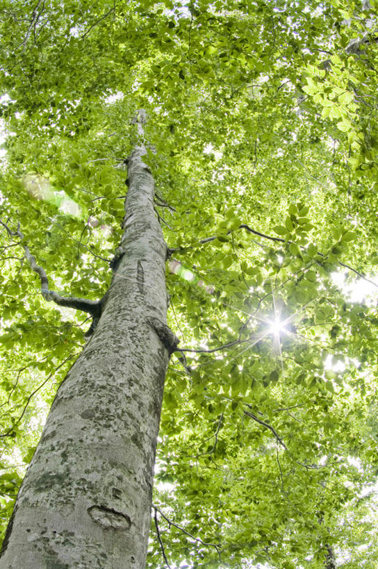 无人,竖图,室外,特写,白天,仰视,旅游,度假,美景,植物,叶子,日本,亚洲,阴影,光线,影子,景观,绿叶,娱乐,树,树干,树木,绿色,阳光,自然,享受,休闲,嫩叶,景色,放松,生长,成长,自然风光,东亚,本州,本州岛,日本国,青森,青森县,东北地方,叶,叶片,彩图,低角度拍摄