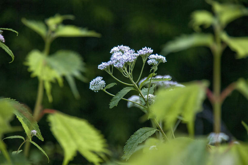 无人,横图,室外,特写,白天,正面,旅游,度假,美景,植物,叶子,日本,亚洲,许多,朦胧,模糊,盛开,景观,绿叶,娱乐,花,花瓣,花朵,花卉,鲜花,蓝色,自然,花蕊,享受,休闲,嫩叶,景色,放松,自然风光,东亚,本州,本州岛,日本国,青森,青森县,东北地方,叶,叶片,彩图