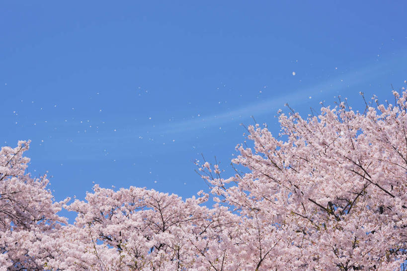 无人,横图,室外,白天,仰视,旅游,度假,幸福,纯洁,美景,植物,樱花,东京,日本,亚洲,许多,盛开,景观,娱乐,花,花瓣,花朵,花卉,鲜花,树,树木,粉色,蓝色,蓝天,天空,自然,天,花蕊,享受,休闲,景色,放松,生长,晴朗,成长,等待,生命,自然风光,东亚,本州,万里无云,关东地方,本州岛,日本国,东京都,仙樱花,福岛樱,青肤樱,高尚,热烈,晴空,晴空万里,荆桃,彩图,低角度拍摄