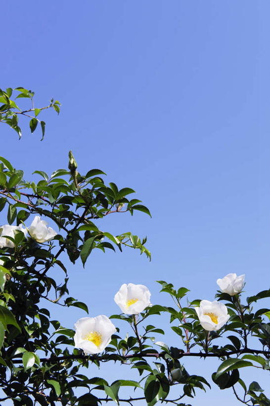 无人,竖图,室外,白天,仰视,爱情,旅游,度假,幸福,纯洁,热情,美景,植物,玫瑰,叶子,东京,日本,亚洲,四朵,景观,绿叶,玫瑰花,浪漫,花蕾,娱乐,花瓣,花朵,花卉,鲜花,蓝色,白色,蓝天,天空,自然,天,花苞,享受,休闲,温暖,温馨,嫩叶,景色,恩爱,放松,晴朗,和睦,自然风光,感动,东亚,本州,万里无云,关东地方,本州岛,日本国,东京都,尊敬,天真,刺玫花,徘徊花,叶,叶片,晴空,晴空万里,彩图,低角度拍摄,融洽