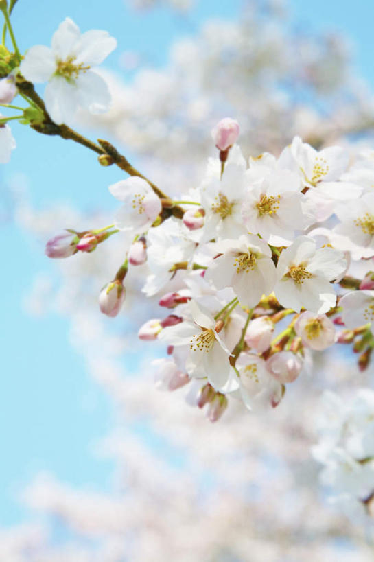 无人,竖图,室外,特写,白天,仰视,旅游,度假,幸福,纯洁,美景,植物,樱花,日本,亚洲,许多,朦胧,模糊,盛开,景观,娱乐,花,花瓣,花朵,花卉,鲜花,树,树木,树枝,绿色,白色,自然,花蕊,享受,休闲,景色,放松,生长,成长,等待,生命,自然风光,东亚,日本国,仙樱花,福岛樱,青肤樱,高尚,热烈,荆桃,彩图,低角度拍摄