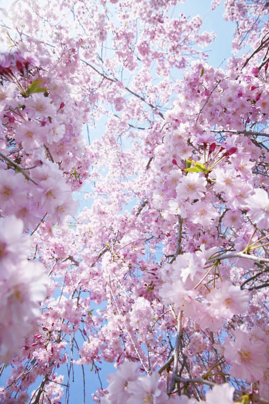无人,竖图,室外,特写,白天,仰视,旅游,度假,幸福,纯洁,美景,植物,樱花,日本,亚洲,许多,阴影,朦胧,模糊,盛开,光线,影子,景观,飘落,娱乐,花,花瓣,花朵,花卉,鲜花,树,树木,树枝,粉色,蓝色,绿色,蓝天,天空,阳光,自然,天,花蕊,享受,休闲,景色,放松,生长,晴朗,成长,等待,生命,自然风光,东亚,万里无云,日本国,仙樱花,福岛樱,青肤樱,高尚,热烈,晴空,晴空万里,荆桃,彩图,低角度拍摄
