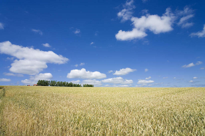 无人,农田,横图,室外,白天,正面,旅游,度假,农业,庄稼,农作物,美景,北海道,日本,亚洲,稻田,地平线,景观,云,云朵,辽阔,地面,云彩,娱乐,蓝色,白云,蓝天,天空,自然,天,享受,休闲,广阔,景色,放松,晴朗,一望无际,自然风光,延伸,东亚,日本国,天地相交,北海道地方,北海道岛,无边无际,一马平川,晴空,彩图,耕地,庄稼田