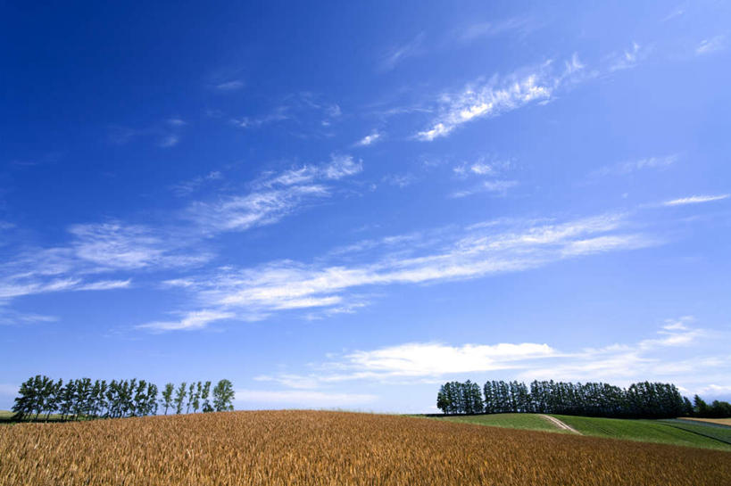 无人,农田,横图,室外,白天,正面,旅游,度假,农业,庄稼,农作物,美景,北海道,日本,亚洲,稻田,地平线,景观,云,云朵,辽阔,地面,云彩,娱乐,蓝色,白云,蓝天,天空,自然,天,享受,休闲,广阔,景色,放松,晴朗,一望无际,自然风光,延伸,东亚,日本国,天地相交,北海道地方,北海道岛,无边无际,一马平川,晴空,彩图,耕地,庄稼田