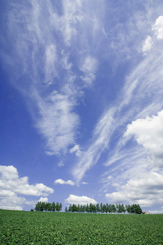 无人,竖图,室外,白天,正面,旅游,度假,草地,草坪,美景,植物,北海道,日本,亚洲,一排,整齐,地平线,景观,云,云朵,辽阔,地面,云彩,娱乐,草,树,树木,排列,蓝色,绿色,白云,蓝天,天空,自然,天,享受,休闲,广阔,景色,放松,生长,晴朗,成长,一望无际,队列,自然风光,延伸,东亚,日本国,天地相交,北海道地方,北海道岛,无边无际,一马平川,晴空,彩图