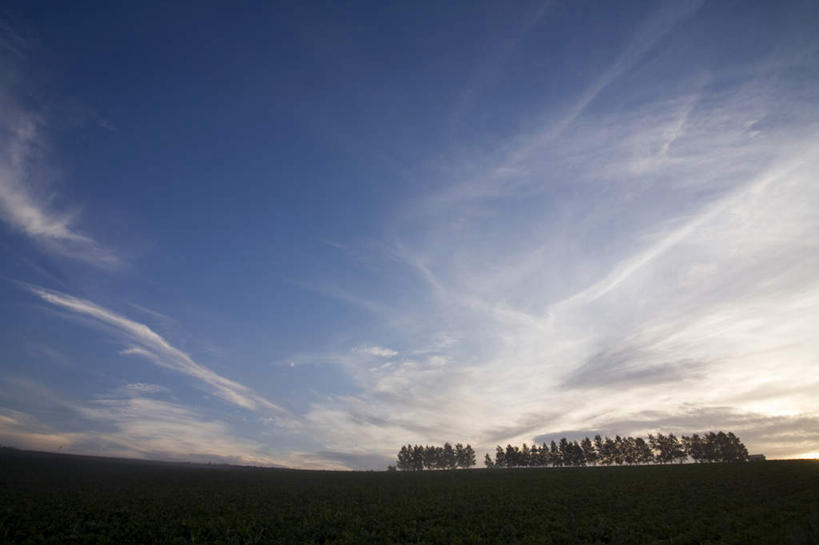 无人,横图,室外,白天,正面,旅游,度假,草地,草坪,美景,日落,植物,北海道,日本,亚洲,一排,整齐,地平线,景观,晚霞,霞光,云,云朵,辽阔,地面,云彩,娱乐,草,树,树木,排列,蓝色,绿色,白云,蓝天,天空,自然,黄昏,天,享受,休闲,广阔,景色,彩霞,放松,生长,晴朗,成长,一望无际,队列,自然风光,延伸,东亚,日本国,天地相交,北海道地方,北海道岛,无边无际,一马平川,晴空,夕阳,彩图