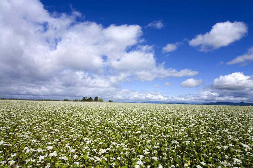 无人,横图,室外,白天,正面,旅游,度假,草地,草坪,美景,植物,北海道,日本,亚洲,地平线,景观,云,云朵,辽阔,地面,云彩,娱乐,草,树,树木,蓝色,绿色,白云,蓝天,天空,自然,天,享受,休闲,广阔,景色,放松,生长,晴朗,成长,一望无际,自然风光,延伸,东亚,日本国,天地相交,北海道地方,北海道岛,无边无际,一马平川,晴空,彩图