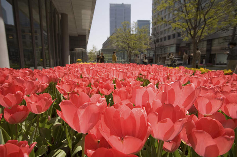 无人,高楼大厦,横图,室外,白天,正面,爱情,旅游,度假,办公楼,花海,花圃,美景,植物,大厦,建筑,摩天大楼,写字楼,郁金香,叶子,东京,日本,亚洲,许多,阴影,盛开,光线,影子,景观,绿叶,祝福,花蕾,娱乐,花,花瓣,花朵,花卉,鲜花,红色,绿色,阳光,自然,楼宇,花丛,花田,花苞,花蕊,享受,休闲,嫩叶,商务楼,景色,放松,生长,成长,表白,自然风光,荣誉,东亚,本州,关东地方,本州岛,日本国,东京都,永恒,叶,叶片,郁香,洋荷花,草麝香,彩图,大楼,高层建筑,高楼,摩天楼