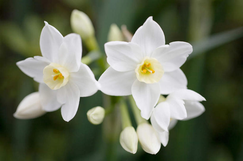 无人,横图,俯视,室外,特写,白天,旅游,度假,美景,植物,神奈川,日本,亚洲,朦胧,模糊,盛开,景观,海棠,神奈川县,娱乐,花,花瓣,花朵,花卉,鲜花,两朵,白色,自然,花蕊,享受,休闲,景色,放松,自然风光,东亚,本州,关东地方,本州岛,日本国,倭海棠,贴梗海棠,铁脚海棠,皱皮木瓜,和园子,日本贴梗海棠,日本木瓜,彩图,高角度拍摄