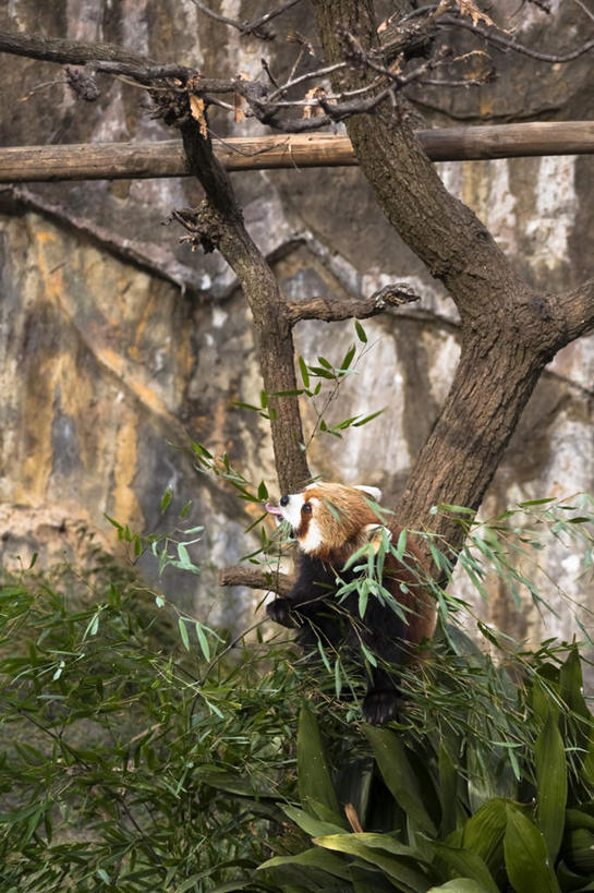 无人,坐,竖图,室外,白天,正面,草地,草坪,植物,野生动物,蔬菜,叶子,神奈川,日本,亚洲,新鲜,墙,竹笋,食品,棕色,绿叶,横滨,横滨市,神奈川县,注视,笋,墙壁,墙面,草,树,树干,树木,食物,一只,绿色,自然,动物,观察,看,嫩叶,可爱,活泼,有机食品,绿色食品,生长,成长,观看,察看,关注,浣熊,东亚,本州,首府,关东地方,本州岛,日本国,白鼻豿,叶,叶片,坐着,半身,彩图