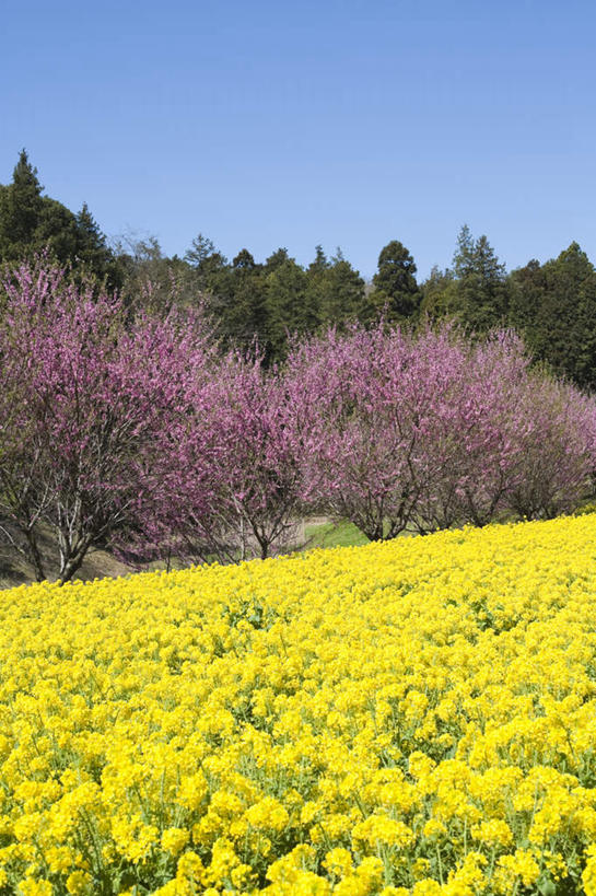 无人,竖图,室外,白天,正面,旅游,度假,美景,植物,叶子,神奈川,日本,亚洲,许多,盛开,景观,梅花,绿叶,神奈川县,娱乐,花,花瓣,花朵,花卉,鲜花,粉色,黄色,蓝色,蓝天,天空,自然,天,花蕊,油菜花,享受,休闲,嫩叶,景色,放松,晴朗,高雅,坚强,自然风光,东亚,本州,万里无云,关东地方,本州岛,日本国,梅,叶,叶片,晴空,晴空万里,彩图,芸苔,芸薹