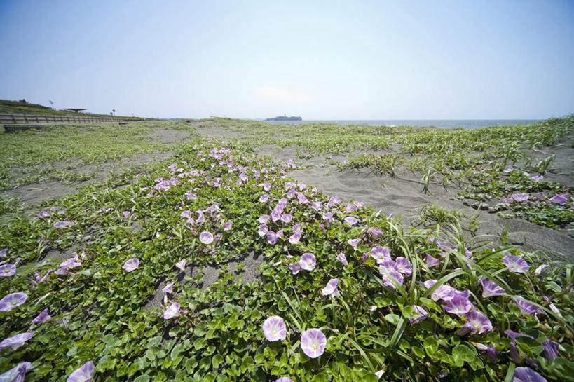 无人,横图,室外,白天,正面,爱情,旅游,度假,美景,植物,喇叭花,叶子,神奈川,日本,亚洲,许多,阴影,盛开,光线,影子,地平线,景观,辽阔,绿叶,地面,神奈川县,娱乐,花,花瓣,花朵,花卉,鲜花,粉色,蓝色,蓝天,天空,阳光,自然,天,花蕊,享受,休闲,广阔,嫩叶,景色,放松,晴朗,一望无际,虚幻,自然风光,延伸,东亚,本州,万里无云,关东地方,本州岛,日本国,天地相交,永恒,牵牛,牵牛子,勤娘子,碧冬茄,朝颜花,灵芝牡丹,冷静,无边无际,一马平川,牵牛花,叶,叶片,晴空,晴空万里,彩图