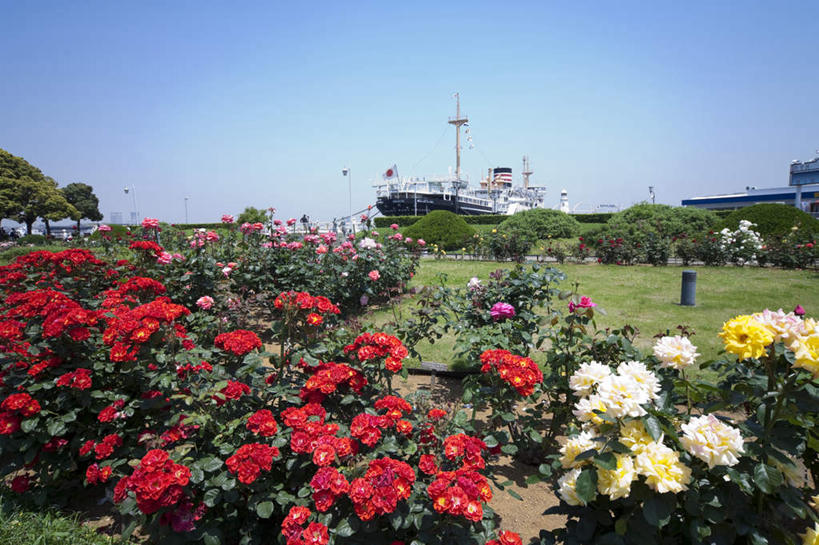 无人,高楼大厦,横图,室外,白天,正面,爱情,度假,幸福,纯洁,热情,办公楼,美景,植物,城市风光,标志建筑,城市,大厦,地标,建筑,摩天大楼,写字楼,玫瑰,叶子,神奈川,日本,亚洲,许多,阴影,盛开,光线,影子,景观,绿叶,玫瑰花,神奈川县,浪漫,娱乐,建设,花,花瓣,花朵,花卉,鲜花,粉色,黄色,蓝色,白色,蓝天,天空,阳光,楼宇,天,花蕊,享受,休闲,温暖,温馨,嫩叶,商务楼,景色,恩爱,放松,晴朗,和睦,感动,东亚,本州,万里无云,关东地方,本州岛,日本国,尊敬,天真,刺玫花,徘徊花,叶,叶片,晴空,晴空万里,彩图,大楼,高层建筑,高楼,摩天楼,融洽