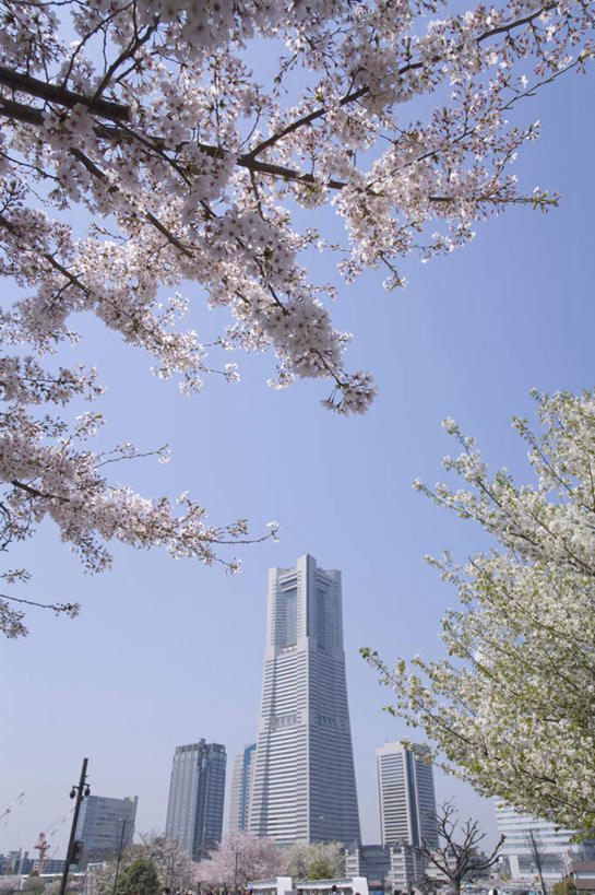 无人,高楼大厦,竖图,室外,白天,仰视,度假,幸福,纯洁,办公楼,草地,草坪,美景,植物,城市风光,标志建筑,城市,大厦,地标,建筑,摩天大楼,写字楼,樱花,神奈川,日本,亚洲,许多,阴影,盛开,光线,影子,景观,横滨,横滨市,神奈川县,花蕾,娱乐,建设,草,花,花瓣,花朵,鲜花,树,树木,粉色,蓝色,绿色,蓝天,天空,阳光,自然,楼宇,天,花苞,花蕊,享受,休闲,商务楼,景色,放松,生长,成长,等待,生命,东亚,本州,首府,关东地方,本州岛,日本国,仙樱花,福岛樱,青肤樱,高尚,热烈,横滨地标塔,横滨地标塔大厦,横滨路标塔,荆桃,彩图,低角度拍摄,大楼,高层建筑,高楼,摩天楼