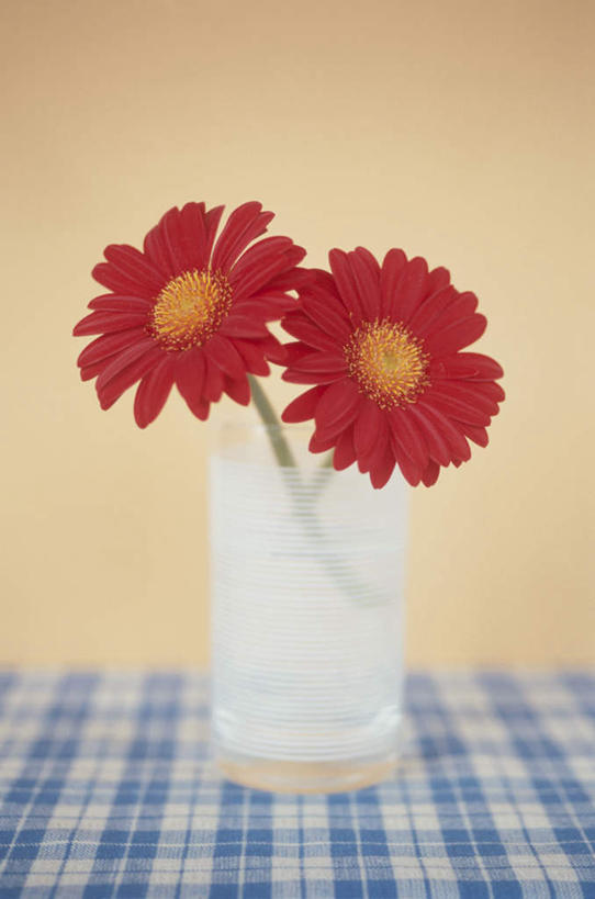 无人,竖图,俯视,室内,特写,白天,桌面,桌子,花瓶,阴影,黄色背景,盛开,反射,木制,布料,影子,非洲菊,花蕾,布纹,玻璃制品,桌布,花,花瓣,花朵,鲜花,两朵,一个,黄色,红色,蓝色,白色,玻璃瓶,餐巾,木制品,瓶子,台布,花苞,花蕊,菊花,摄影,影棚,单个,扶郎花,灯盏花,千日菊,彩图,高角度拍摄,影棚拍摄,拍摄