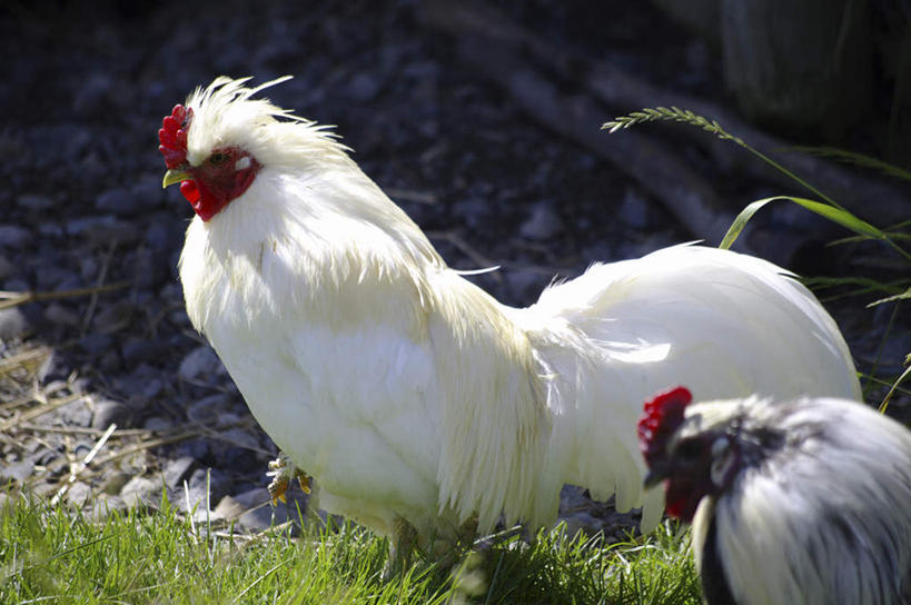 无人,站,横图,室外,白天,侧面,旅游,度假,草地,草坪,石头,美景,植物,鸡,北海道,日本,亚洲,阴影,光线,石子,影子,景观,鸡冠,注视,娱乐,家禽,草,红色,绿色,白色,黑色,阳光,自然,动物,观察,看,站着,两只,享受,休闲,景色,放松,牲畜,观看,察看,关注,自然风光,东亚,日本国,北海道地方,北海道岛,美瑛町,美瑛,石块,公鸡,站立,半身,彩图