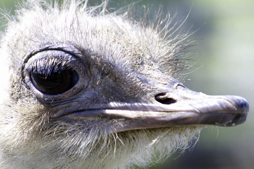 脸,头,眼睛,鼻子,嘴,脸颊,眉毛,睫毛,无人,横图,室外,特写,白天,正面,旅游,度假,美景,鸟,野生动物,鸵鸟,羽毛,北海道,日本,亚洲,瞳孔,阴影,朦胧,模糊,轻盈,柔软,光线,鸟类,影子,景观,娱乐,一只,白色,黑色,阳光,自然,动物,享受,休闲,景色,放松,可爱,眼部,活泼,紧闭,自然风光,东亚,日本国,北海道地方,北海道岛,美瑛町,轻柔,美瑛,头部,鼻,鼻孔,睫,口,口腔,脸部,脸蛋,眉,面部,眼,眼睫毛,眼眉,嘴巴,嘴唇,半身,彩图,眼眉毛