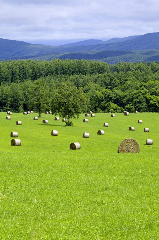 无人,竖图,室外,白天,正面,旅游,度假,草地,草坪,石头,美景,山,山脉,树林,植物,北海道,日本,亚洲,许多,阴影,光线,石子,影子,景观,山顶,山峰,云,云朵,干草,山峦,云彩,娱乐,草,树,树木,黄色,蓝色,绿色,白云,蓝天,天空,阳光,自然,草垛,群山,天,享受,休闲,景色,放松,生长,晴朗,成长,自然风光,东亚,沉积岩,日本国,北海道地方,北海道岛,圆柱形,颠峰,极峰,水成岩,石块,岩石,晴空,彩图