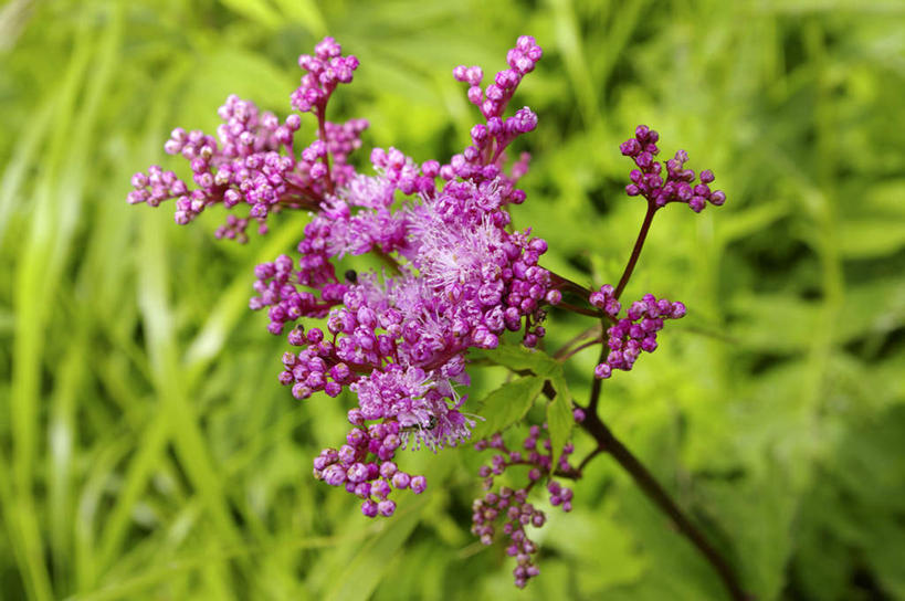 无人,横图,俯视,室外,特写,白天,旅游,度假,花海,花圃,美景,植物,叶子,北海道,日本,亚洲,许多,阴影,朦胧,模糊,盛开,光线,影子,景观,花蕾,娱乐,花,花瓣,花朵,花卉,鲜花,绿色,紫色,阳光,自然,花丛,花束,花田,花苞,花蕊,享受,休闲,景色,放松,自然风光,东亚,日本国,北海道地方,北海道岛,金叶莸,彩图,高角度拍摄