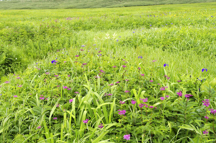 无人,横图,俯视,室外,白天,旅游,度假,草地,草坪,花海,花圃,美景,植物,叶子,北海道,日本,亚洲,许多,阴影,盛开,光线,影子,景观,花蕾,娱乐,草,花,花瓣,花朵,花卉,鲜花,绿色,紫色,阳光,自然,花丛,花束,花田,花苞,花蕊,享受,休闲,景色,放松,沼泽,自然风光,东亚,日本国,北海道地方,北海道岛,彩图,高角度拍摄