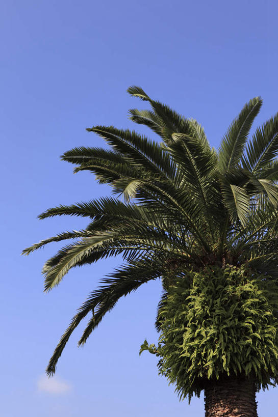 无人,竖图,室外,白天,仰视,旅游,度假,美景,植物,棕榈树,叶子,东京,日本,亚洲,一棵,阴影,光线,影子,景观,绿叶,娱乐,树,树木,蓝色,绿色,蓝天,天空,阳光,自然,天,享受,休闲,嫩叶,景色,放松,生长,晴朗,成长,自然风光,东亚,棕榈叶,本州,万里无云,关东地方,本州岛,日本国,东京都,叶,叶片,晴空,晴空万里,彩图,低角度拍摄
